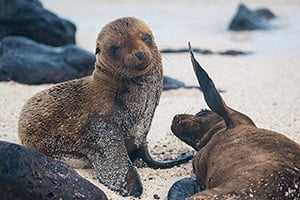 Galapagos Islands Travel Video