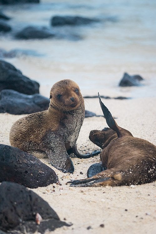 Cruising the Galapagos Islands with Andando Tours