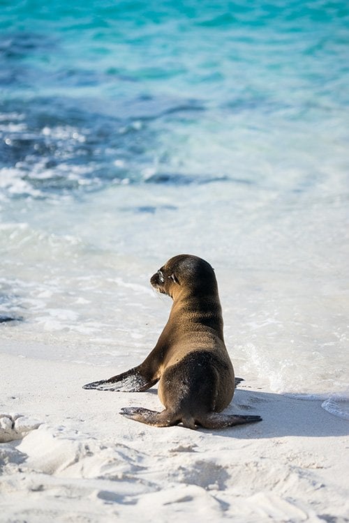 Cruising the Galapagos Islands with Andando Tours