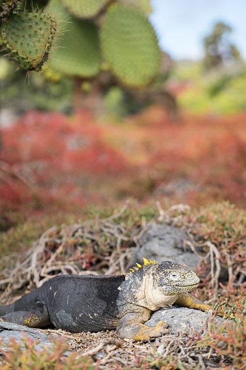 Cruising the Galapagos Islands with Andando Tours