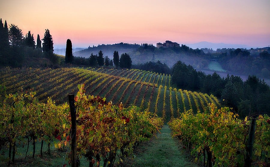 Beautiful Vineyard at Sunset in Italy