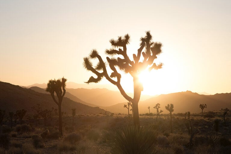 Camping In Joshua Tree (When To Go & The Best Campgrounds)