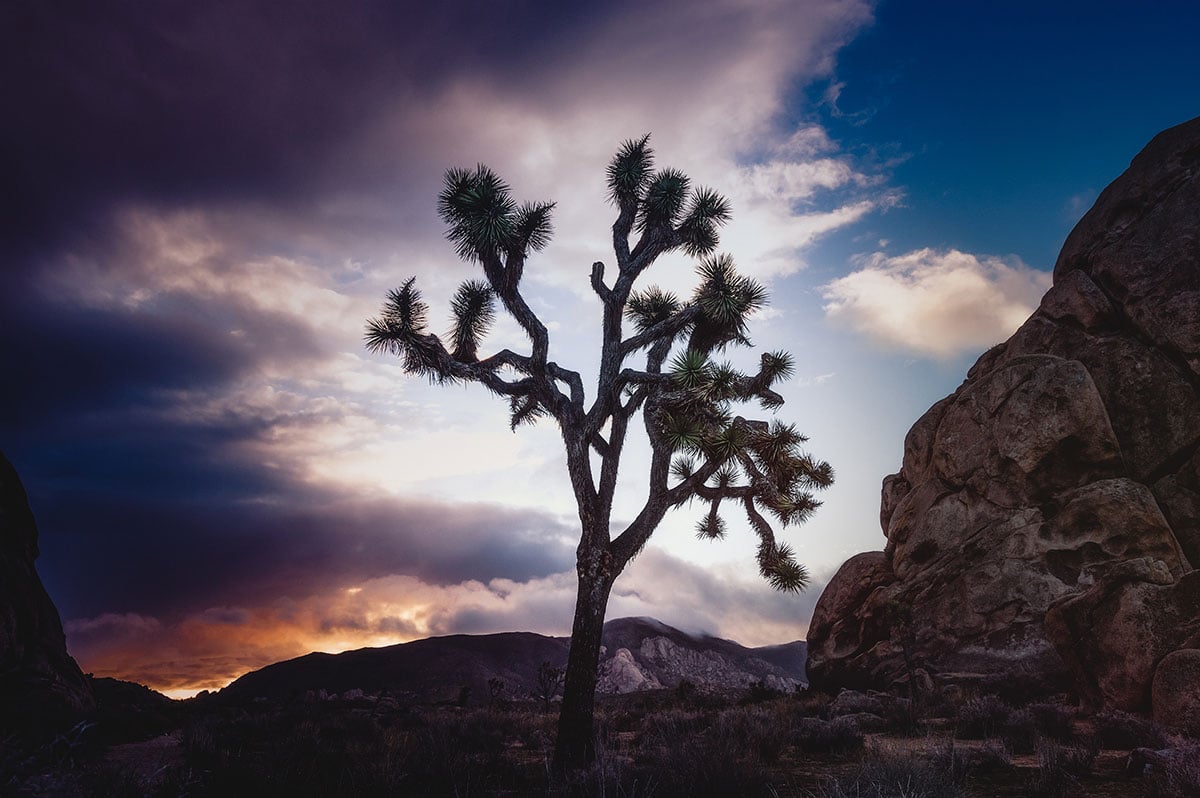 Weekend Itinerary to Joshua Tree National Park