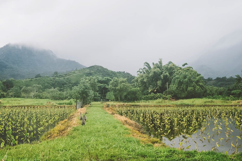 How to Travel Kauai on a Budget