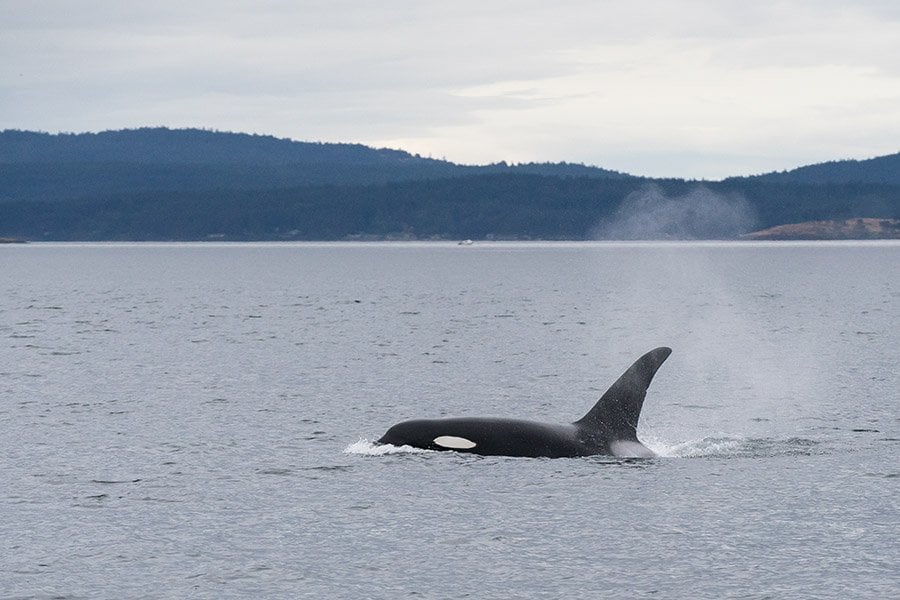 Kayaking in the San Juan Islands: Everything You Need to Know