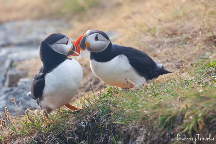 Where to See Puffins in Canada