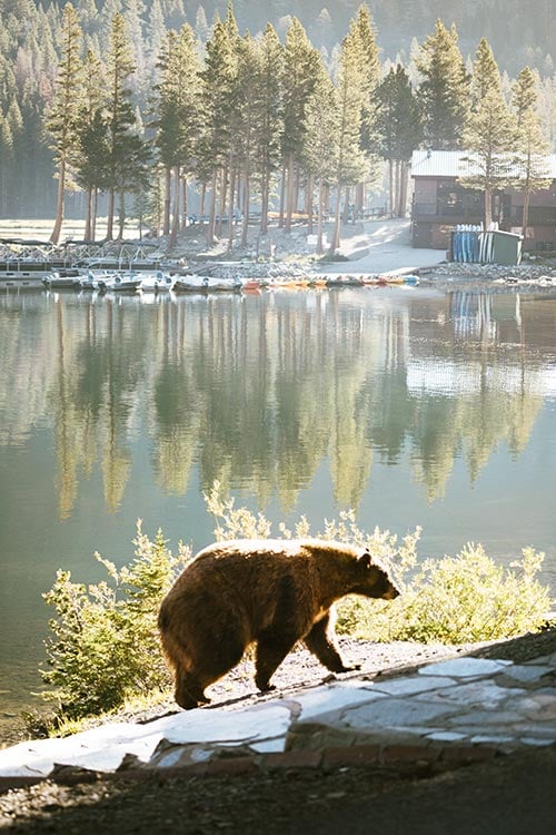 brown bear in mammoth lakes california
