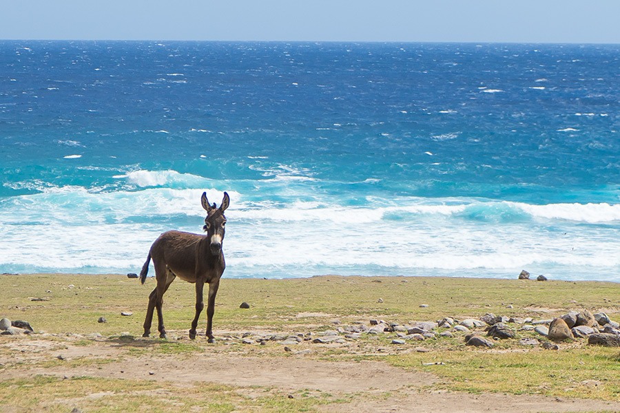 Nevis, Caribbean Travel Guide & Packing Tips