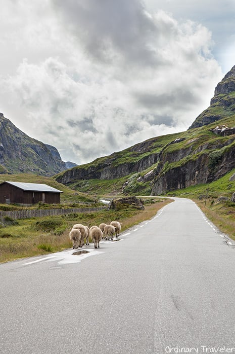What to Pack for the Perfect Road Trip