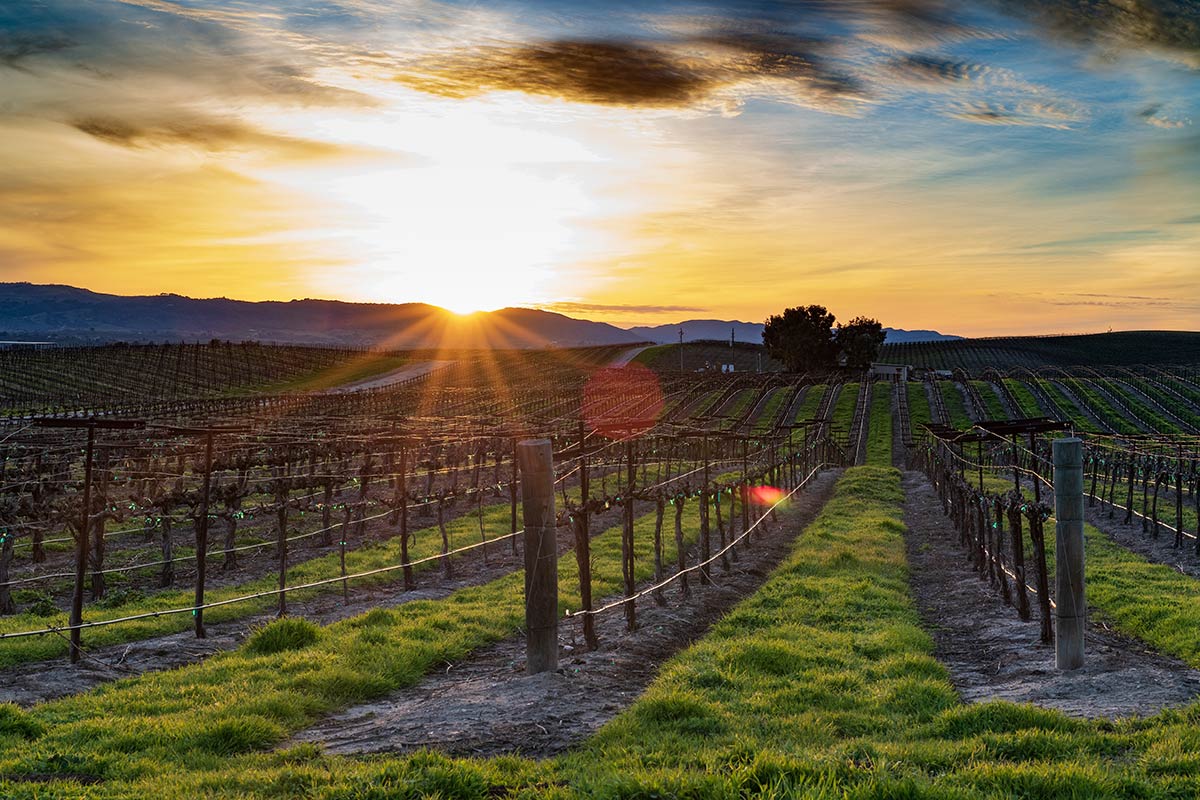 paso robles vineyard at sunset