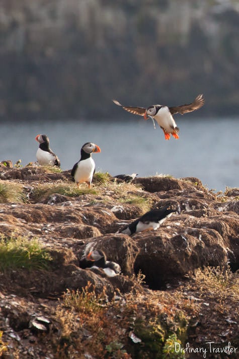 My Day with Puffins in Elliston, Newfoundland