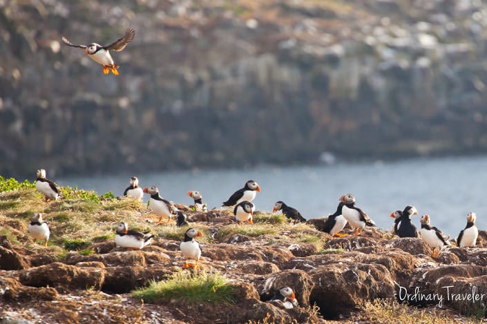 My Day with Puffins in Elliston, Newfoundland