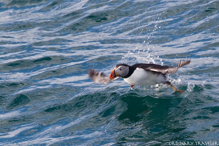 Where to See Puffins in Canada