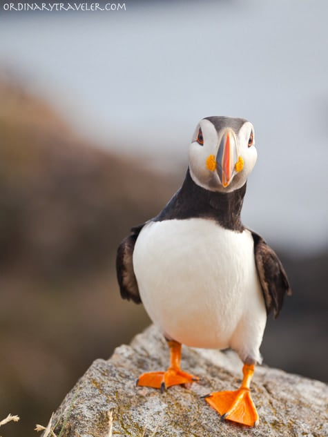 Puffin in Newfoundland, Canada