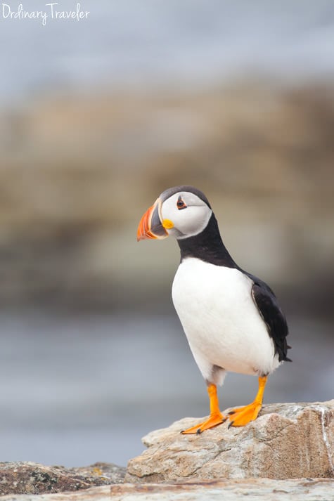 Where to See Puffins in Canada