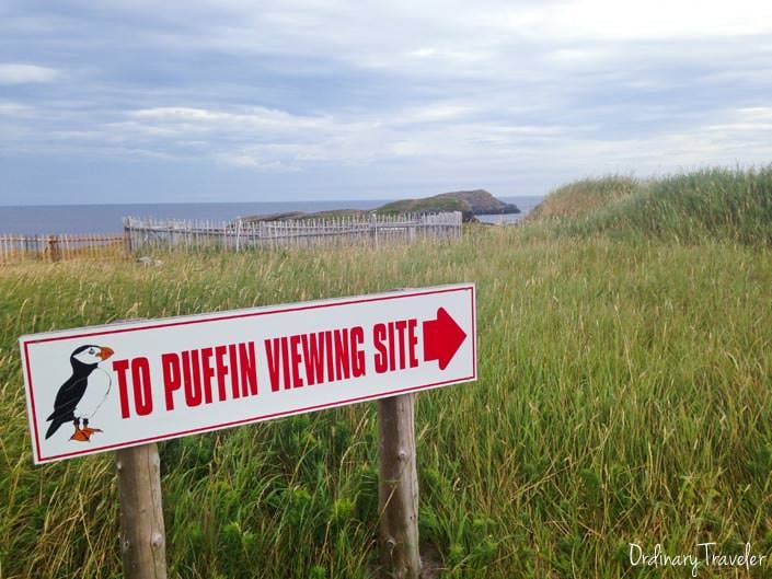 Where to see Puffins in Canada