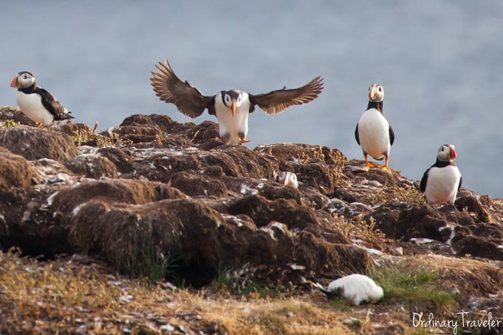 My day with Puffins in Elliston, Newfoundland