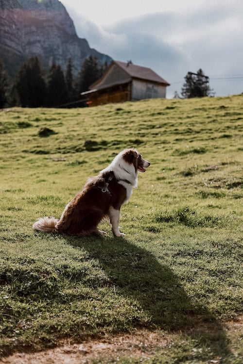 Why We Love Using TrustedHouseSitters When We Travel