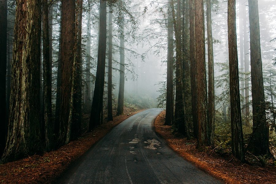 Redwoods National Park, California