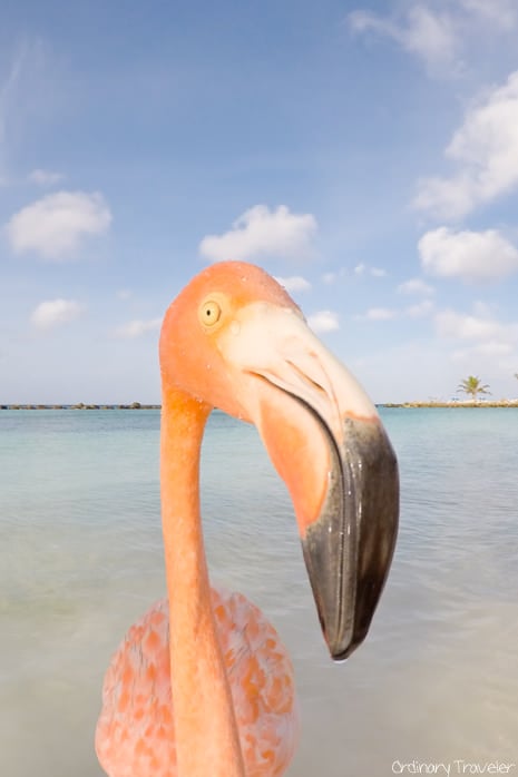 10 Best Things to Do in Aruba