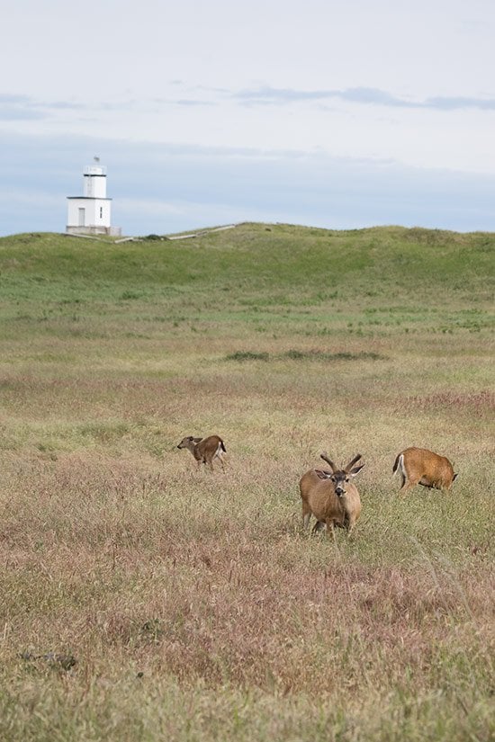 The Best Things to Do On San Juan Island, Washington