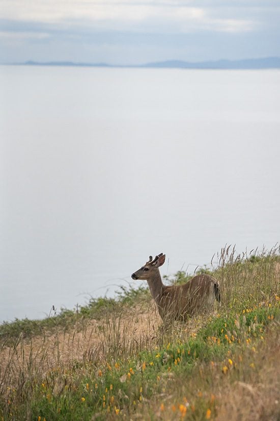 The Best Things to Do On San Juan Island, Washington