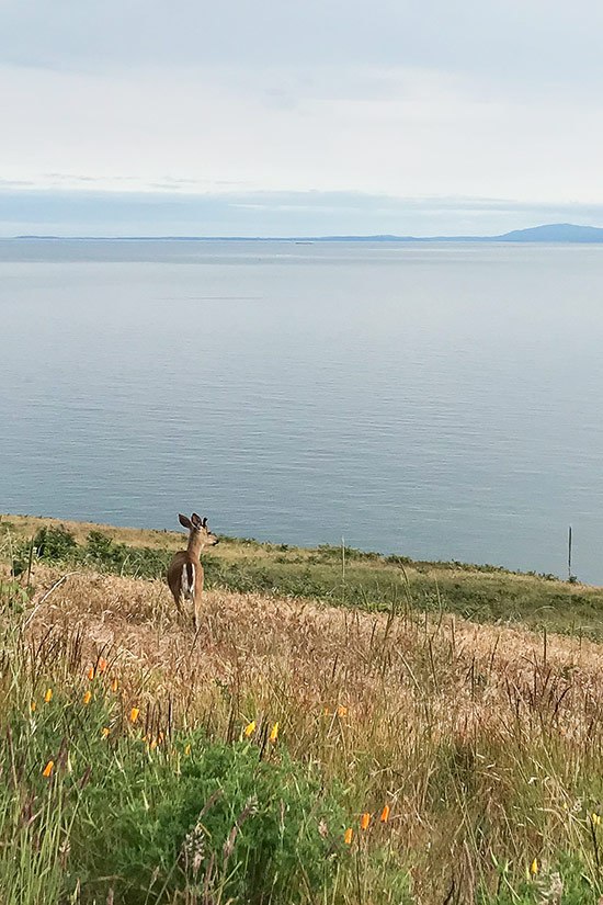 Taking a Multi-Day Kayaking Trip in Washington's San Juan Islands
