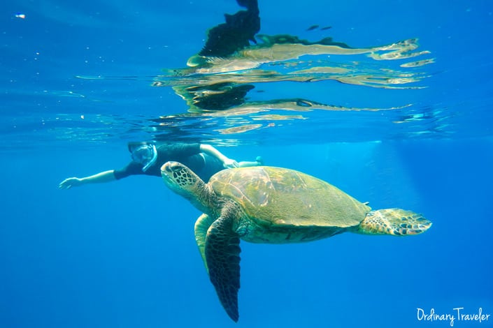 Snorkeling Green Sea Turtle Maui