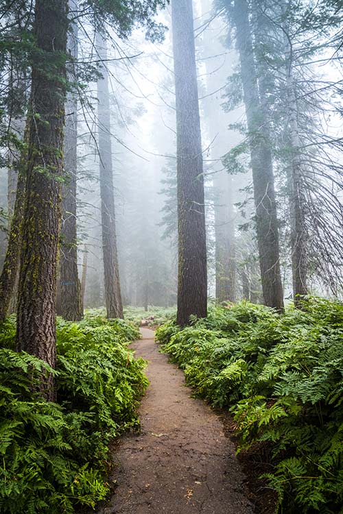 sequoia national park in california grove of trees with pathway