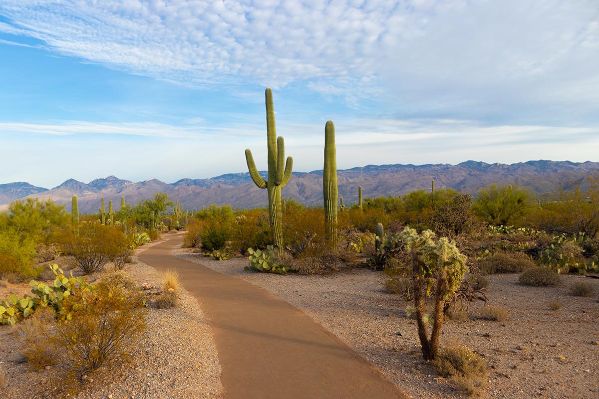 Saguaro National Park Weekend Staycation in Arizona