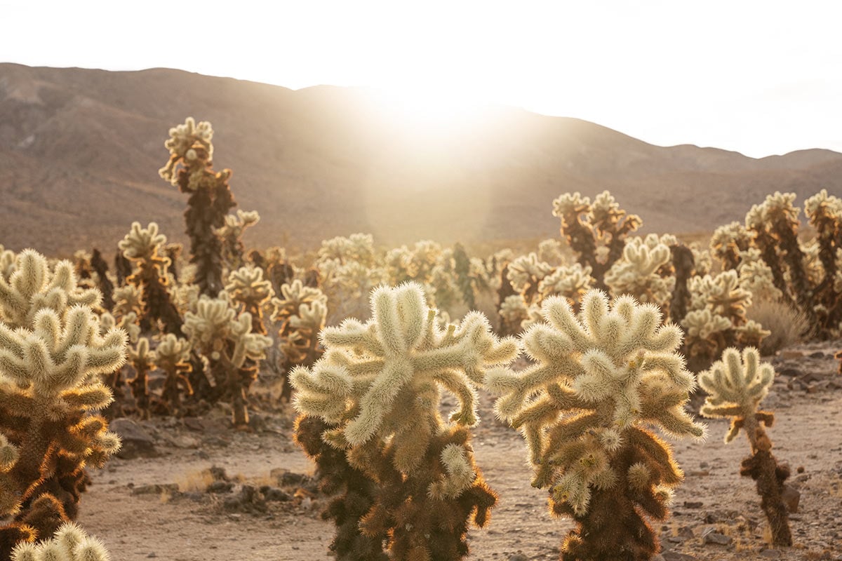 Weekend in Joshua Tree: The perfect 2-3 Day Itinerary