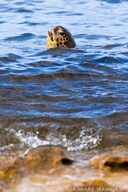 How to Save Money When Traveling to Maui