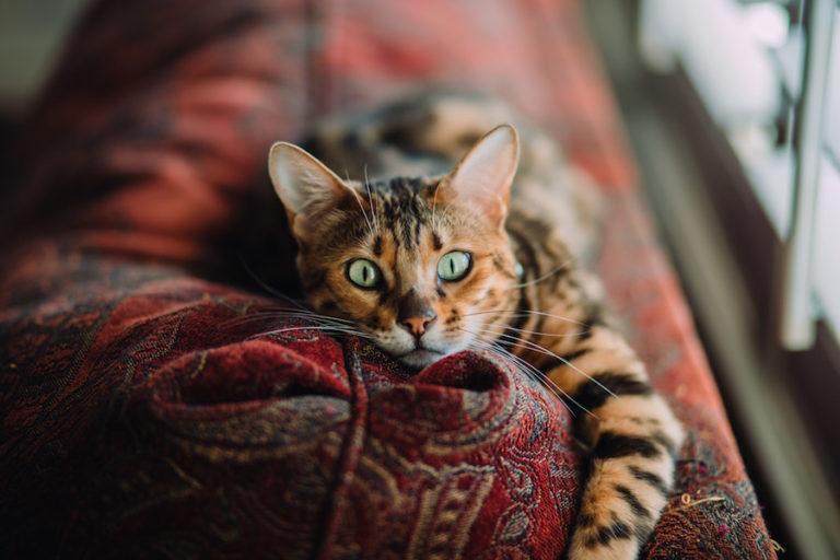 Why We Love Using TrustedHouseSitters When We Travel