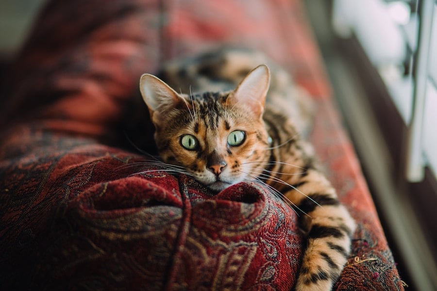 Why We Love Using TrustedHouseSitters When We Travel