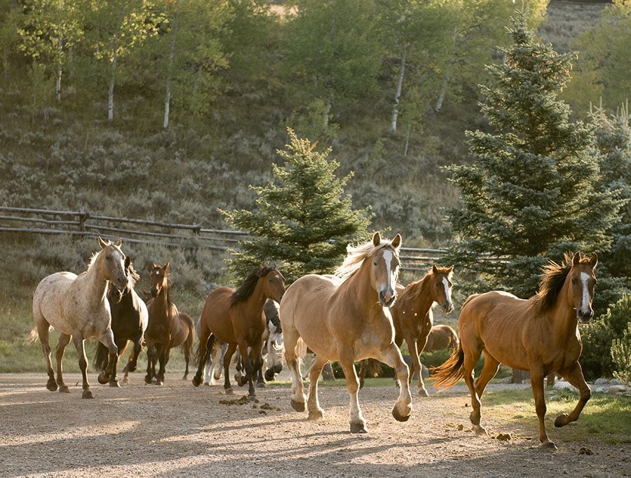 5 Unique Western Experiences to Try in Montana
