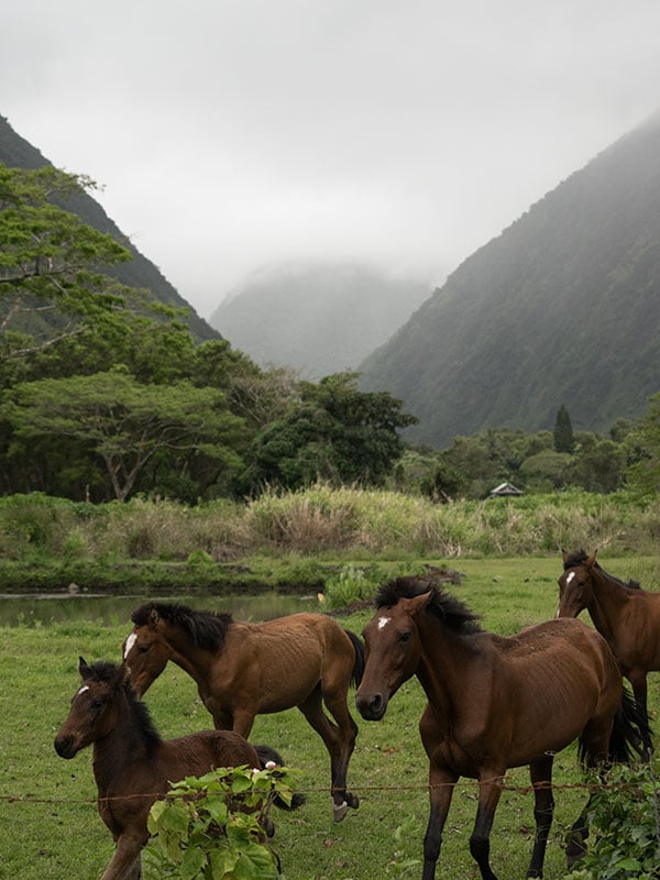 Waipiʻo Valley Hawaii