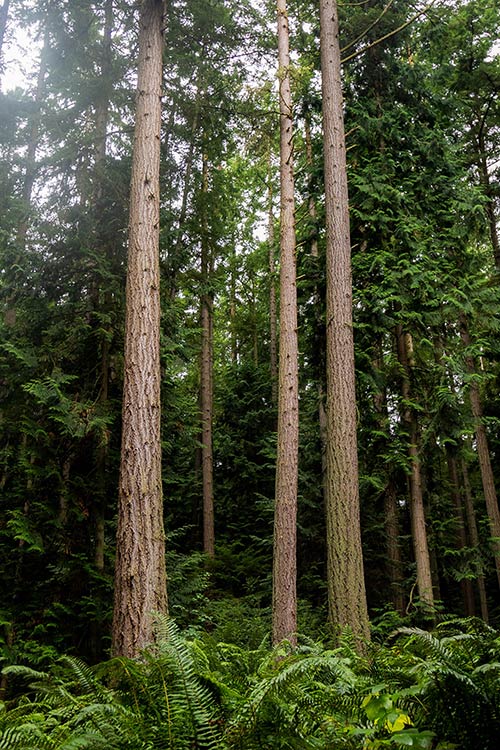 Best Weekend Getaways in Washington State