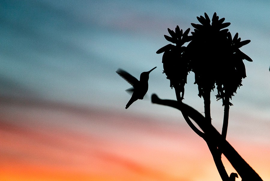 Weekend Wellness Escape at the Chopra Center in California