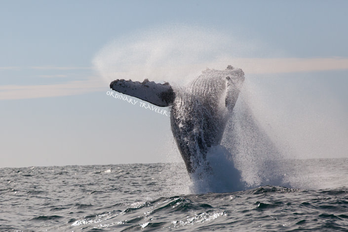 Whale Watching Cabo San Lucas