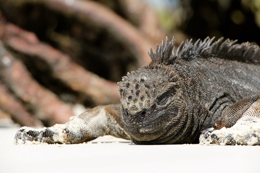 Galapagos Islands Travel Tips: Everything You Need to Know